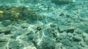 Лучший снорклинг в Таиланде. Остров Бамбу. Архипелаг Пхи Пхи