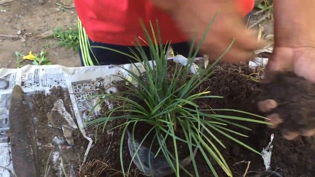 Como reproducir la planta , Liriope spicata, Liriope Muscari(Liriope Azul )|| Info Garden смотреть онлайн