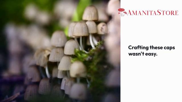 The Art of Amanita mascaria