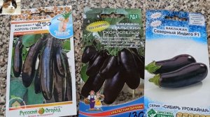 Как Сеять Семена Баклажан на Рассаду. Сорта Северный Индиго, Уральский Скороспелый и Король Севера