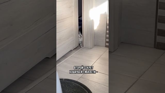 Почему коты - это жидкость #кот #кошка #shorts смотреть онлайн