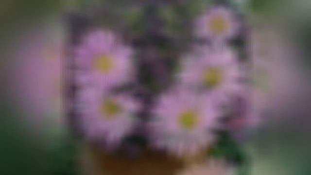 БРАХИКОМА (BRACHYCOME)