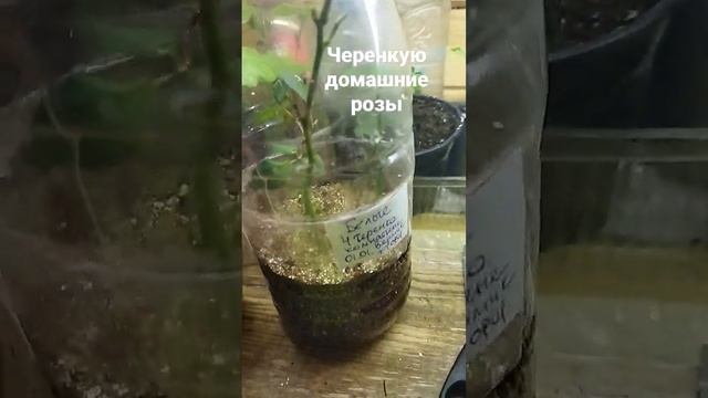 Черенкование роз из магазина зимой #дача #садогород #розы#цветы