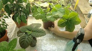 ?НОВОСИЛ ДЛЯ ЦВЕТОВ !!! СУПЕР-ЭФФЕКТ !!! Идеальные растения? ?