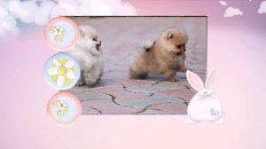 ПОМЕРАНСКИЙ ШПИЦ. ЩЕНОК ШПИЦА. ТРОГАТЕЛЬНОЕ ВИДЕО. МИНИ МИШКИ,