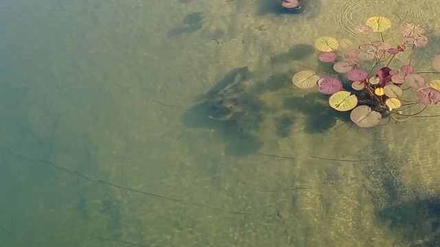 линь в пруду-2 14 июля 2023 года