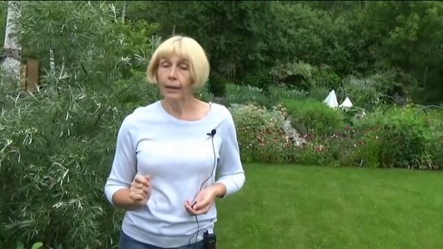 Жимолость. Что нужно для щедрого урожая. смотреть онлайн