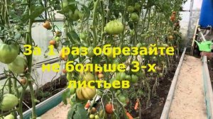 Помидоры больше не трескаются! Теперь я знаю, что нужно делать
