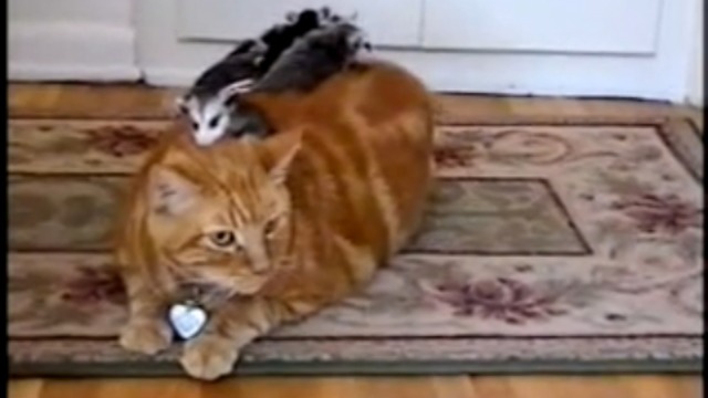 Грызуны заели кота