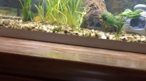 ТЕРНЕЦИЯ ГЛОФИШ 2.0 | МИФЫ О ТЕРНЕЦИИ | КОРМИМ РЫБОК!