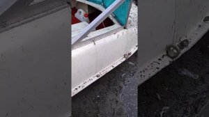 Романтика плюс Ветерок гибрид.