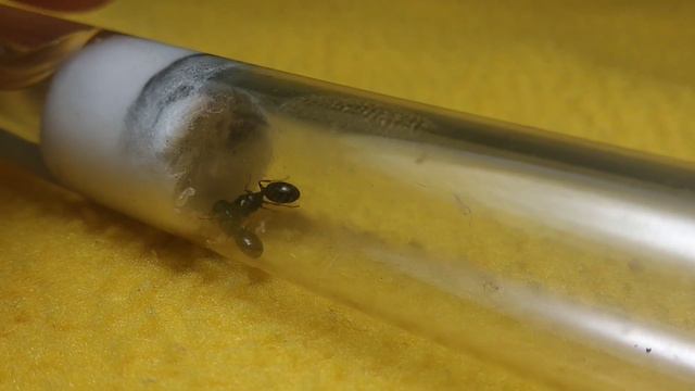 Классные матки!!! (Tetramorium caespitum) смотреть онлайн