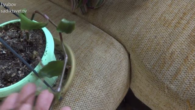 Комнатные цветы/растения. Обзор традесканций после зимы. Май 2019. Спустя 2 месяца. смотреть онлайн