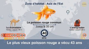 Durées de Vie des Animaux de La Plus Courte à La Plus Longue