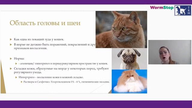 Популярная дерматология: всё о коже, шерсти и ушах смотреть онлайн
