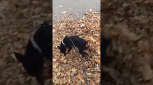 Красавчик мини доберман Вегас handsome mini doberman vegas