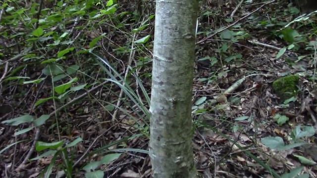 01-10-2017_ТРИ ВОДОПАДА НА ТРЕТЬЕМ ПРИТОКЕ р.КУТАРКА.mp4 смотреть онлайн