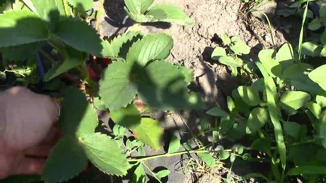 7.06.2017г.первое плодоношение земляники садовой(клубники)мурано,чудо мира и принцессы Дианы смотреть онлайн