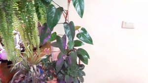 Джунгли в квартире. Джунгли наступают или что я купила себе на день рождения!)))