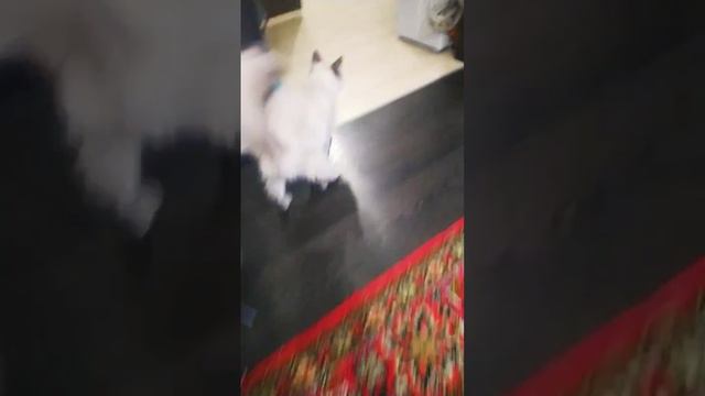 Нэйси лежала а потом встала с дивана cat кошка кошки pets animals милота cool