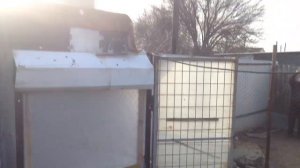 Армянские бойные голуби Волгоград