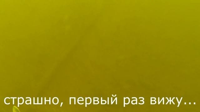 Подводная охота на стерлядь и судака