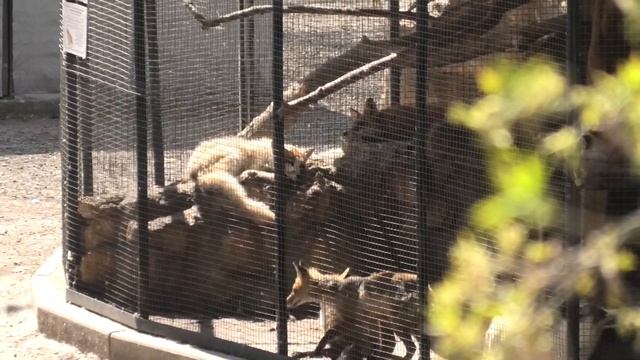 Рыжие и Арктические лисы. Бахчисарайский зоопарк. смотреть онлайн