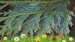 Туевик поникающий ? Обзор: посадка и уход. крупномеры туевика : описание и особенности