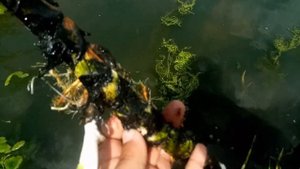 Аир обыкновенный Болотный - Лекарственные растения. Лечебные травы