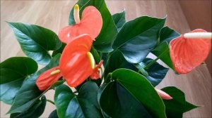 Антуриум Оранжевая любовь (Orange Love), видео обзор сорта