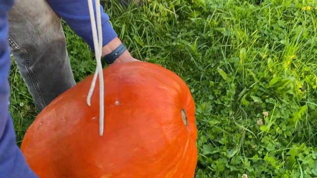 РЕЖУ: ГРИБЫ и ТЫКВЫ, СМОТРЮ на ЛУК-ПОРЕЙ / Тыква стопудовая, разные кабачки смотреть онлайн