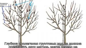 Груша Северянка