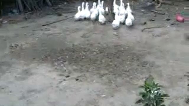 гадкий гусь.mp4 смотреть онлайн