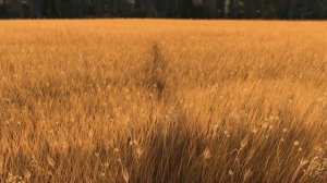 17-Madagascar - Мадагаскар 2. Кисми-1. Бо забони точики лахчави