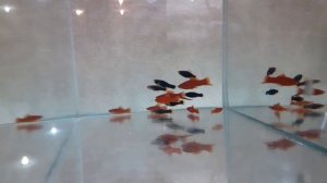 новые рыбульки на карантин#аквариум #рыбки #живородка #гуппи # мечиносец