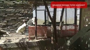 Цецарка Бокиш. Sesarka Boqish Sesarka Jo'jalari