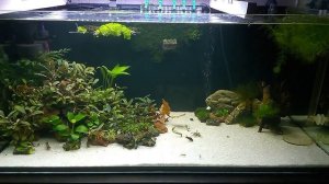 Мой аквариум 200 литров | Нужен Ваш совет | Фильтра гудят невозможно спать