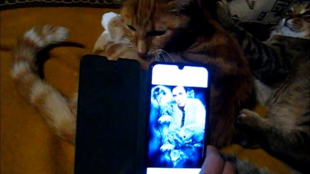 Котята и Телефон Х 2022 смотреть онлайн