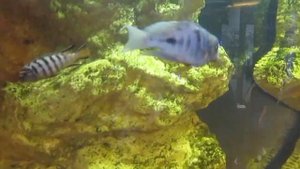 Голубой дельфин. Содержание мирных цихлид из оз. Малави.