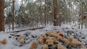 Птичья кормушка в городском парке зимой