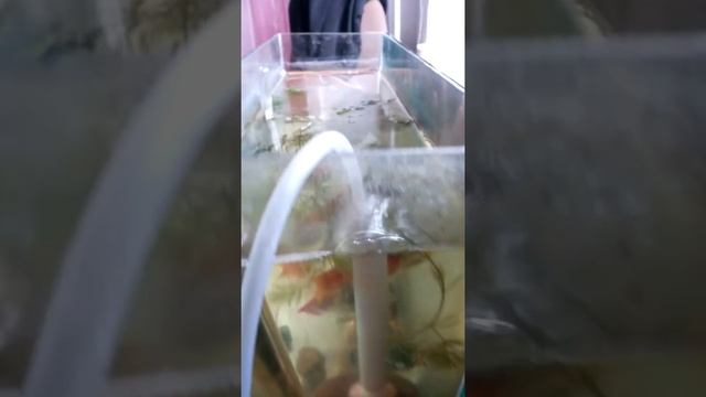 Родила в этот же вечер. Беременная самка меченосца смотреть онлайн