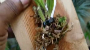 Orchids: Spring seedling haul, divisions and new growths Update P1.