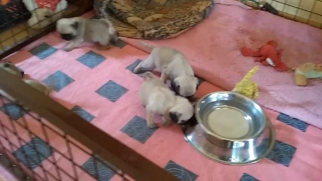 Мопсята помет "S" 4 недели смотреть онлайн