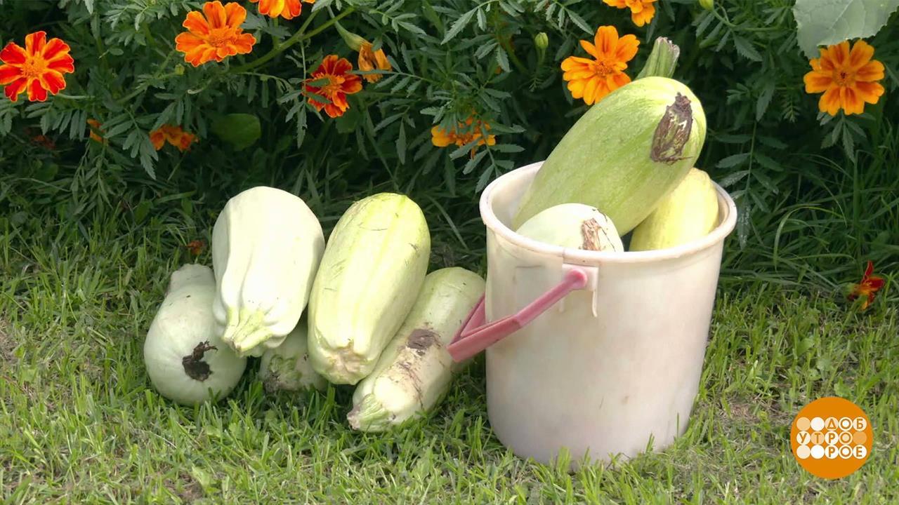 С дачи - домой! Доброе утро. Суббота. Фрагмент выпуска от 02.09.2023