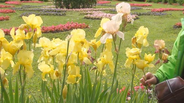 Ах, какая женщина! смотреть онлайн