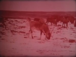 Начальные классы. Флора и фауна Земли. Природа севера и юга