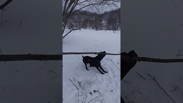 Кане Корсо зверюга смотреть онлайн