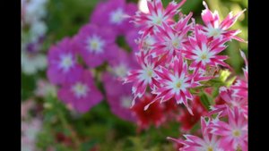 Флокс мерцающие звезды