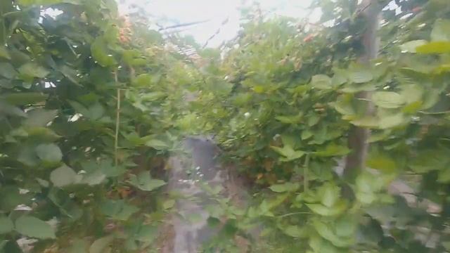 Ежевика Прайм Арк Тревелер (Prime-Ark Traveler) и Прайм Арк Фридом (Prime Ark Freedom,) октябрь . смотреть онлайн