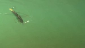 челленджер х минноу СТРАЙК ПРО обзор воблера strike pro Challenger X Minnow братья щербаковы воблер